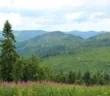 Эдельвейс в Карпатах - палаточный городок