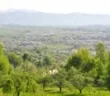 Золото Карпат