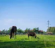 Карамель под Киевом Осень